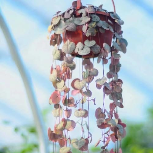 100 Piezas Semillas De Ceropegia Woodii - Regalos Para Los Amantes Del Jardín Semillas De Plantas Trepadoras, Plantas Colgantes, Enredaderas De Decoración De Cercas Plantas Exóticas