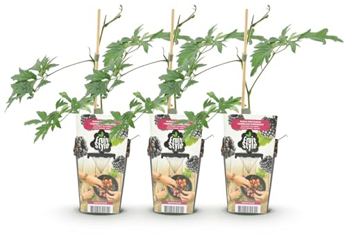 GreenboutiQ - Obstpflanzen - Immergrüne Brombeere - Rubus Thornless Evergreen - Frosthart - 3 Pflanzen - Topf 9 cm - Schwarze Brombeere