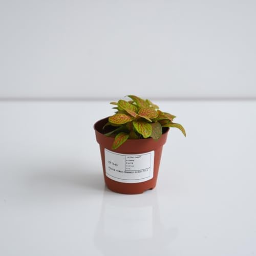 Fittonia Mosaic Skeleton Plant - Striking Pink Veins, Ideal for Terrariums & Hanging Baskets, 8.5cm Pot x 2 - Thompson & Morgan