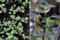 500 Samen von Holy Basil Red Leaf, beheimatet in Indien bekannt als Tulsi, Bio-Kräuter