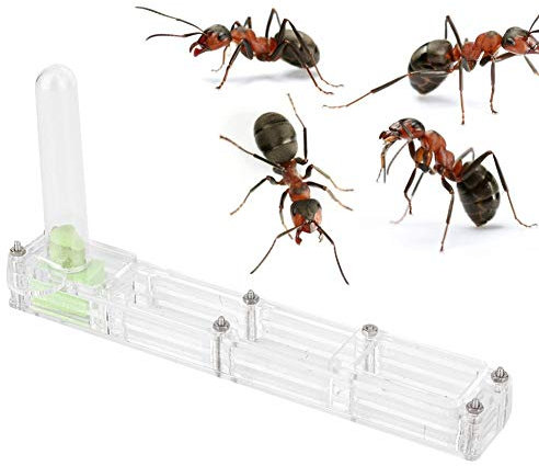 Nid de Fourmis, fourmilière Château de Ferme d'élevage Insectes naturels Boîte de présentation Formicarium avec château d'eau hydratant[Transparent] Plantes de décoration