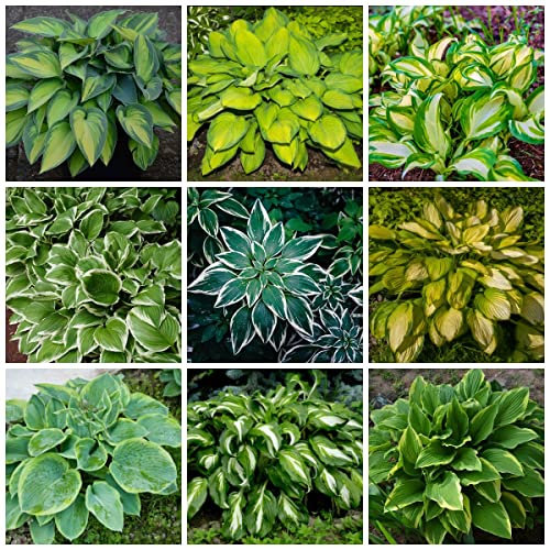 Funkien Hosta Pflanze Samen Blumen Deko Bodendecker Winterhart MehrjäHrig Bonsai Samen BlüTenmix Gartenpflanzen Saat Bienenweide GäRtner Geschenke Funkien Kaufen Herbst Deko 100 Hostas Saatgut