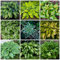 Funkien Hosta Pflanze Samen Blumen Deko Bodendecker Winterhart MehrjäHrig Bonsai Samen BlüTenmix Gartenpflanzen Saat Bienenweide GäRtner Geschenke Funkien Kaufen Herbst Deko 100 Hostas Saatgut