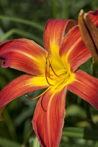 Hemerocallis x cult. 'Autumniale Red' ca. 11x11 cm Topf - Taglilie, rote Blüten, Blütezeit Sommer bis Herbst, ideal für Rabatten, pflegeleicht und winterhart