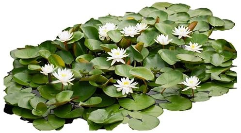 vdvelde.com - Seerosenfeld - Mehrjährige einheimische Seerosen - 6 Drop & Grow Seerosen - - 6 mehrjährige Seerosen- Ohne Korb ins Wasser- Platzierung: -10 bis -100 cmIDEAL FÜR GROSSE