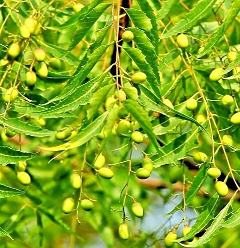 25 Azadirachta Indica - Neem-Samen, Nimtree, indische Flieder-Heilbaumsamen