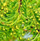 25 Azadirachta Indica - Neem-Samen, Nimtree, indische Flieder-Heilbaumsamen
