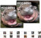 Agiufgs 2025 Moo Deng Kalender, Moo Deng Nilpferd Wandkalender 12 Monate Planer, Weihnachtskalender Geschenk, Tierliebhaber Geschenke