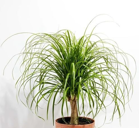 Graines de plantes Beaucarnea fraîches et neuves, 40 pièces