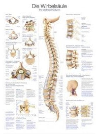 LehrtafelDie Wirbelsäule, 70x100cm
