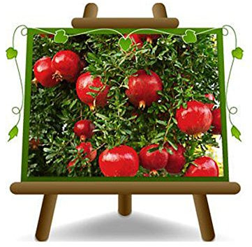 Melograno Wonderful - Pianta da frutto su vaso da 20 - Alberello max 170 cm - 2 anni