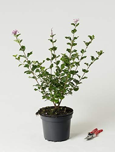 Zwergflieder Meyers Flieder Palibin - Syringa meyeri Palibin 40-60 cm hoch - Garten von Ehren