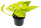 Exotenherz - gelb-grüne Efeutute - Epipremnum Golden Pothos - Scindapsus - 12cm Topf - Zimmerpflanze
