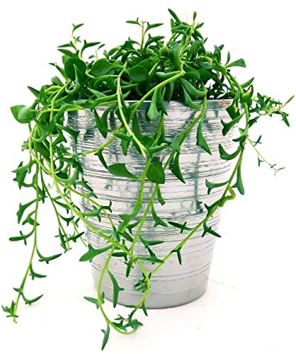 POWERS TO FLOWERS - SENECIO, COLLANA DI PERLE, STRING OF BANANAS, IN VASO CERAMICA ARGENTO, pianta vera