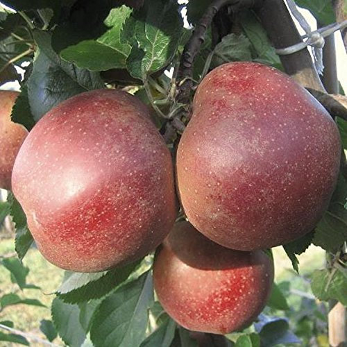 Apfelbaum Rubinette Rosso Herbstapfel Halbstamm aromatisch ca.150-170 cm Veredelungsunterlage MM111