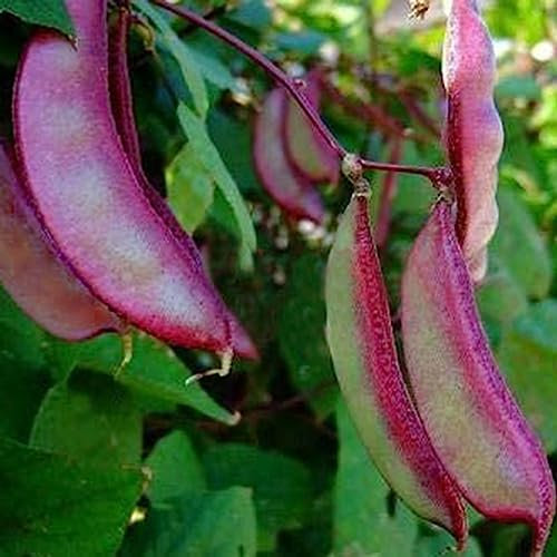 50 Unids/bolsa Semillas de Frijol Jacinto Jugosas Alta Germinación Púrpura Lablab Purpureus Semillas de Vegetales Flor Árbol Frutal Semillas de Hierba Vegetal Semillas