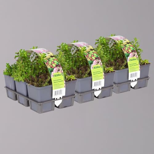 Sedum in verschiedenen Sorten im Mix-Set, Topf 7x7 cm, 3x 6 Pflanzen