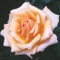 YouGarden Gift Wrapped Rose Fab at 50 â„¢, 4 Litre Potted Rose, Wrapped in a Hessian Bag, Ready to Plant, Celebrate a 50th Birthday
