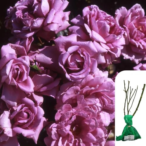 1 x Rosa Harry Edland – Beautiful Purple Shrub Rose, RHS Award Winner, Hardy Perennial, Pollinator-Friendly, Perfect for Borders & Hedges - When Only The Best Will Do - Top Grade “A” Roses