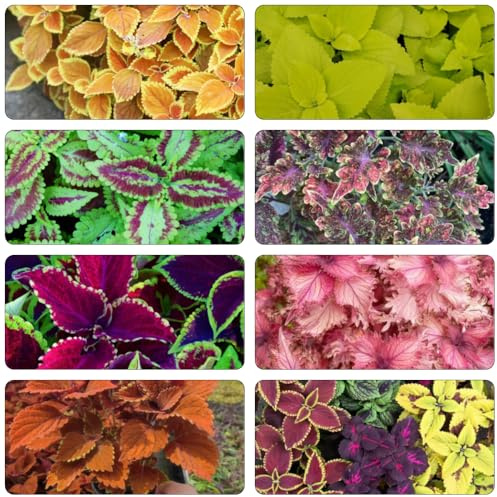 buntnessel gartenkräuter dekopflanzen balkonpflanzen winterhart büropflanzen kräuterbeet kräutersamen kräutergarten dachbegrünung kräuterpflanzen winterharte kübelpflanzen pflanztopf 600samen