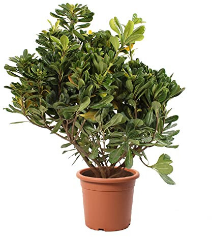 KENTIS - Pittosporum Tobira – Immergrüne Echte Heckenpflanze – Aussenpflanze – Hoch 40-50 cm Topf Ø 18 cm