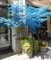 20 Bonsai blau Ahorn Baum Samen Bonsai Baum seeds. Rare Sky Blau Japanischer Ahorn Samen Balkon Pflanzen für Home Garten
