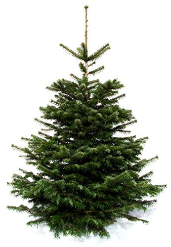 Echter Weihnachtsbaum Nordmanntanne 1,70 bis 1,90m aus dem Sauerland, frisch geschlagen, Premiumqualität