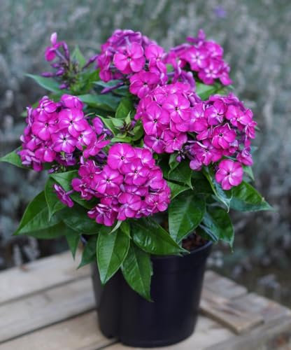 Phlox Paniculata 'Adessa® Compact Purple Perennial Plug Plants Pack x6