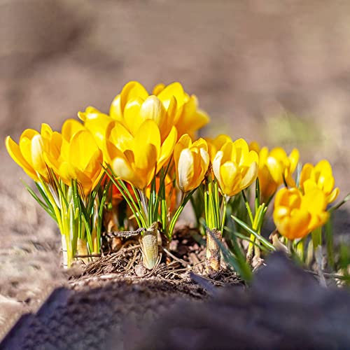 Krokus Zwiebeln Blumen Geschenk Winterhart MehrjäHrig Blumenzwiebeln FrüHblüHer Gartenpflanzen Stauden Winterlinge Zwiebeln FrüHlingsblumen Zwiebeln 10 Gelb Krokusse Zwiebeln