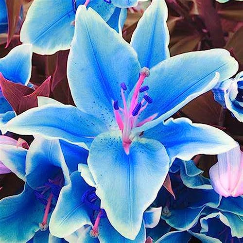 Lirio Azul, Lirio Azul Planta, Lirio Blanco Bulbo, Lirio Semillas Lirios Bulbos