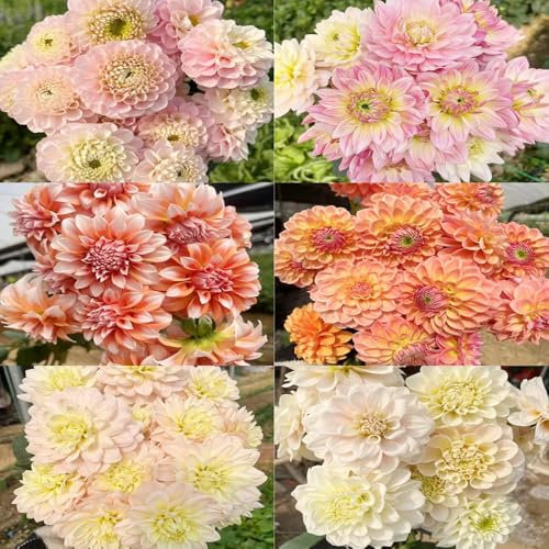 tubérculos de dalia - plantas jardín tubérculos de dalia plantas perennes resistentes exóticas resistentes para el jardín para balcones tubérculos en macetas maceta bonsái - serie 12pcs