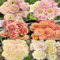 tubérculos de dalia - plantas jardín tubérculos de dalia plantas perennes resistentes exóticas resistentes para el jardín para balcones tubérculos en macetas maceta bonsái - serie 12pcs