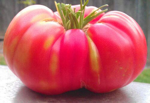 Tomato Brandywine Pink - 40 Seeds