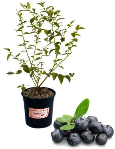 P. Piantine da Orto | Mirtillo Gigante Tardivo, Vaso 5 L, Pianta Pronta per il Trapianto, Pianta Vera di Frutti di Bosco da Esterno, Vivaio Italiano