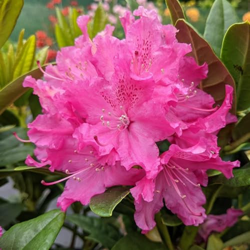 Carbeth Plants - Rhododendron 'Rocket' - 2 Plants in 9cm Pots - Flowering Shrubs for The Garden