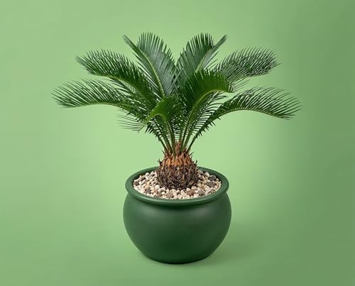 Cycas revoluta Palmfarn - Urzeitpflanze mit palmenartiger Blattkrone - pflegeleichte exotische Zimmerpflanze - robuste Cycadee aus Japan im 17 cm Topf, ca. 55 cm
