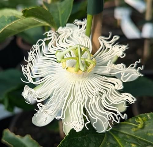 Passionsfrucht/Maracuja `Snowstar ®´ (bot. Passiflora incarnata), 60-100cm im 3,5L-Topf
