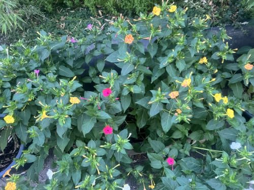 20 Wunderblume Samen Mix (Mirabilis jalapa) Bunt Duftend Garten Balkon