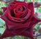 Schwarz Baccara Rosen-Samen-Paket