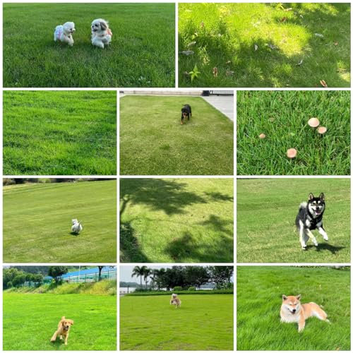1000 pcs Rasensamen Zoysia, grassamen, gartenpflanzen winterhart balkonpflanzen, alte sorten saatgut stauden, samen winterhart ziergras winterhart blumenwiese herbstaussaat mehrjährig