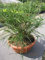 Thuja plicata Whipcord - Faden-Lebensbaum in Dekoschale 30-40cm