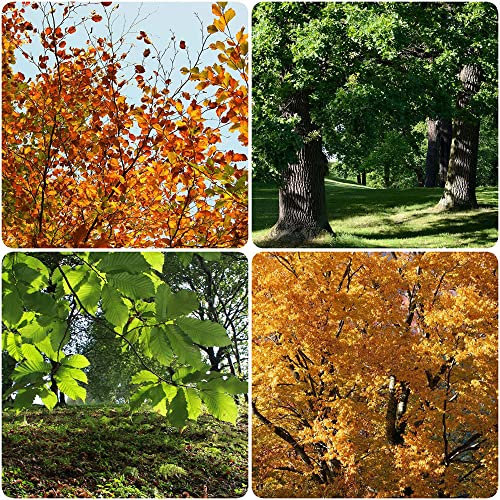Semi di faggio comuni Fagus Sylvatica - Serie di piante rare - Mix di piante da interno Basso fabbisogno di luce Piante da giardino roccioso Piante decorative resistenti Piante p 250 Pezzi