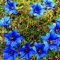 Vistaric Hohe Qualität Bonsai Largeleaf Enzian Samen Mehrjährige Blaue Blumensamen Blühende Pflanzen Diy Hausgarten Haushalt 100 Stücke