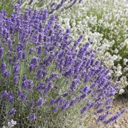 Lavandula angustifolia 'Hidcote' – Lavendel – Reich blühend – 10-25 cm – Ø9 cm – 60 Pflanzen – Pflegeleicht & sonnig – Für Garten, Beete & Balkon
