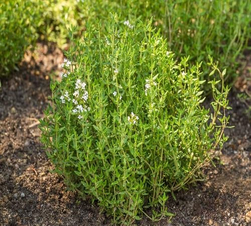 Semi di timo 80 pezzi verdi