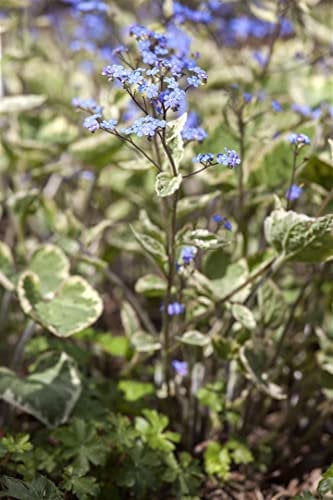Brunnera macrophylla 'Hadspen Cream' 11x11 cm Topf – Winterhart & Mehrjährig & Pflegeleicht – Kaukasusvergissmeinnicht – Bodendecker für Schattenbeete & Unterpflanzung