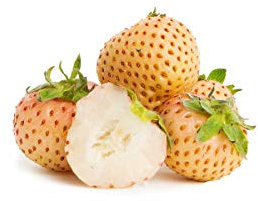 Erdbeerprofi - Erdbeere Snow White - Ananaserdbeere - 10 weiße Erdbeerpflanzen/Erdbeersetzlinge - gut durchwurzelt, junitragend - Pflanzzeit: August - September