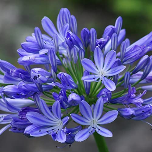 Agapanthus 'Brilliant Blue' (African Lily) in 9cm Pot - Vibrant Colouring - Ideal for Costal Gardens (1 Plant)