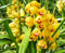 HMGJGFH Cymbidium-Zwiebeln Cymbidium Orchidee Pflanze Gartendekoration Winterhart zwiebeln Winterhart