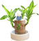 Feelcrag Brasilien-Glücksholz,Lucky Wood Plant Glücksholz Hydrokultur-Topfpflanzenstumpf Sprossen Glücklicher Brasilianischer Holz Mini Plant Glücksbambus Office Desk Zur Reinigung Der Raumluft